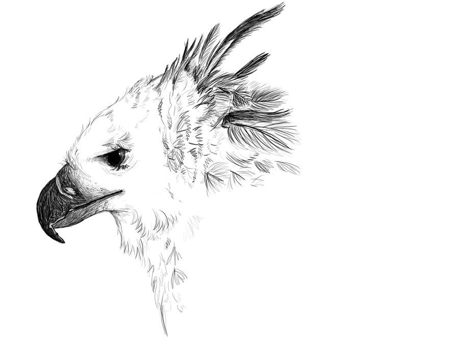 900x663 Harpy Eagle Sketch By Golden Plated In 2018 - Harpy Eagle Sketch