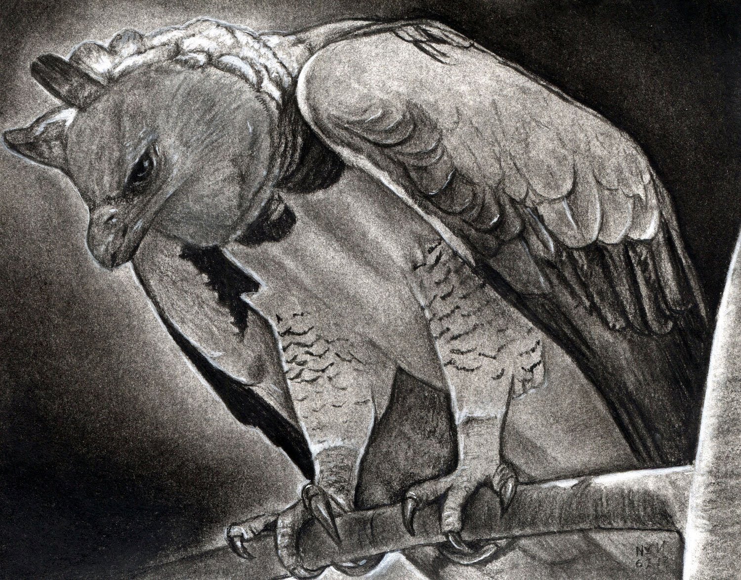 1500x1175 How To Draw A Harpy Eagle - Harpy Eagle Sketch