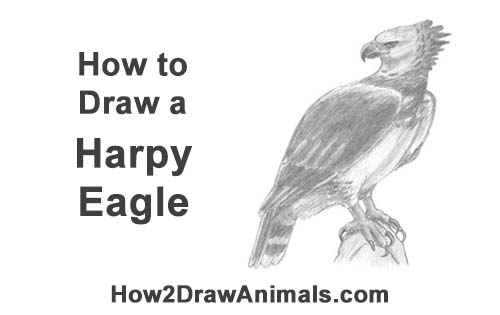 500x315 How To Draw A Harpy Eagle Video Amp Step By Step Pictures - Harpy Eagle Sketch