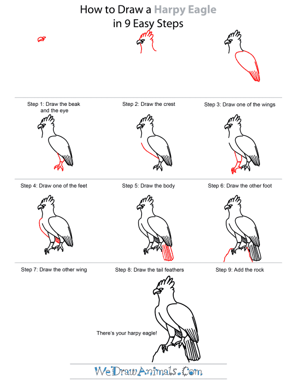 600x776 How To Draw A Harpy Eagle - Harpy Eagle Sketch