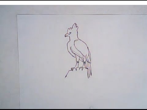 480x360 How To Draw Harpy Eagle (Easy Drawing) - Harpy Eagle Sketch