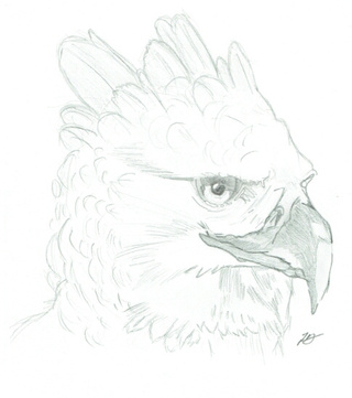 320x361 Not A School Drawing, Just Another Rainy Day Sketch. Behold The - Harpy Eagle Sketch