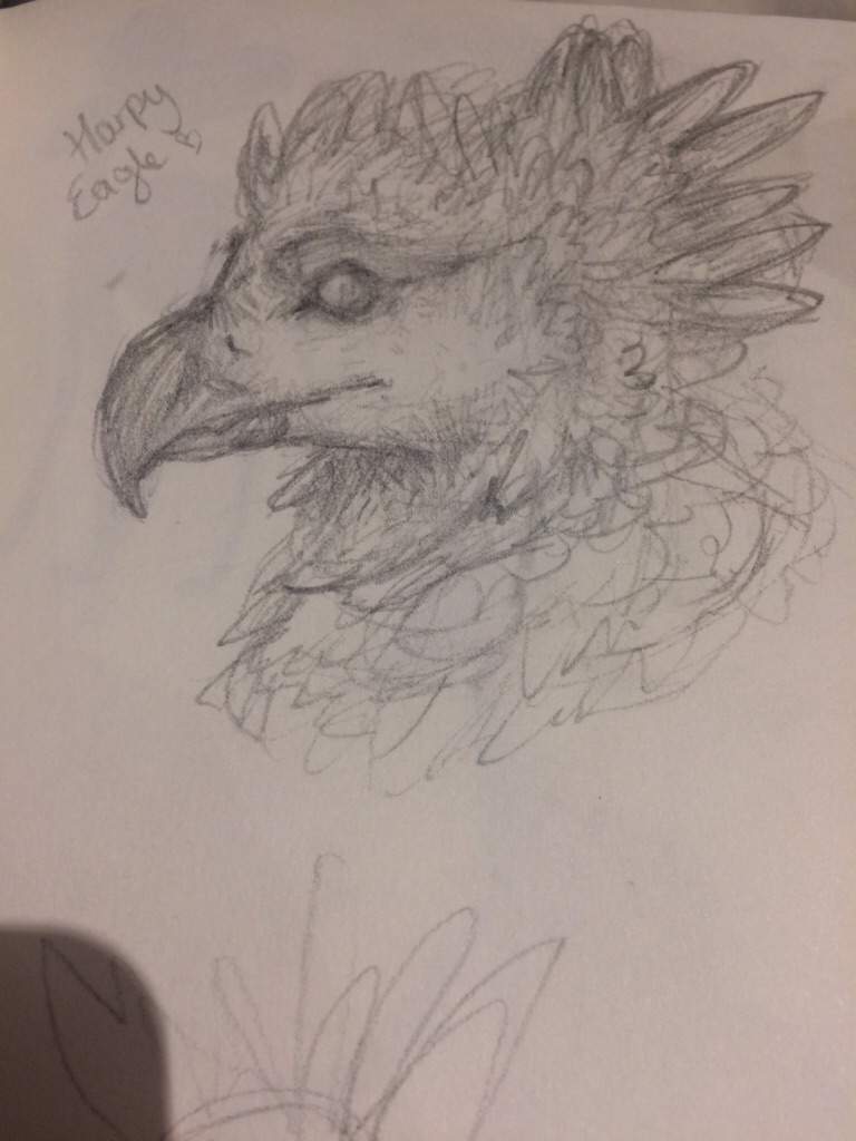 768x1024 Sketch Of Harpy Eagle Lt3 Art Amino - Harpy Eagle Sketch