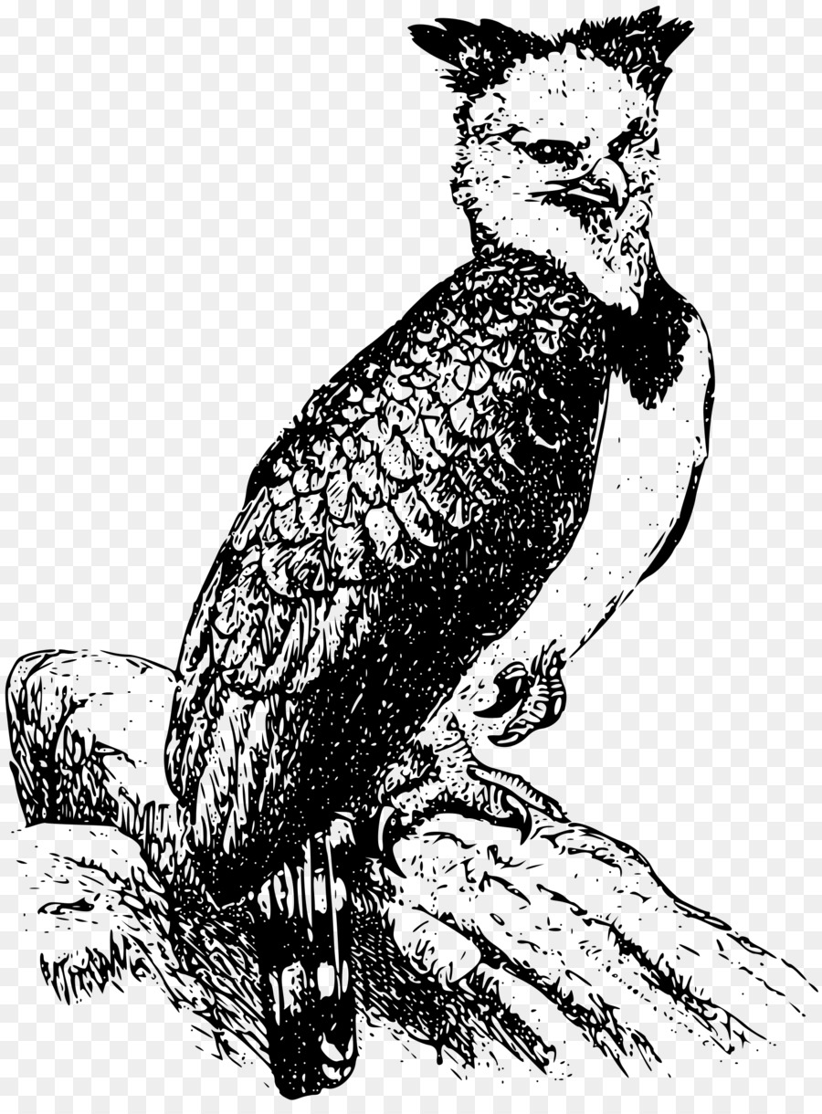 900x1220 Bald Eagle Harpy Eagle Clip Art - Harpy Eagle Sketch