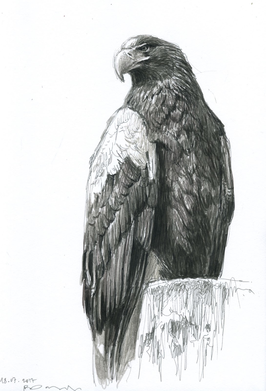 1090x1600 Wildlifeart Life Studies Harpy Eagle Amp Steller`s Sea Eagle - Harpy Eagle Sketch