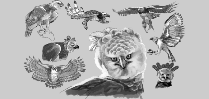 672x320 Drawing Study Harpy Eagle Kristofer Vaske - Harpy Eagle Sketch