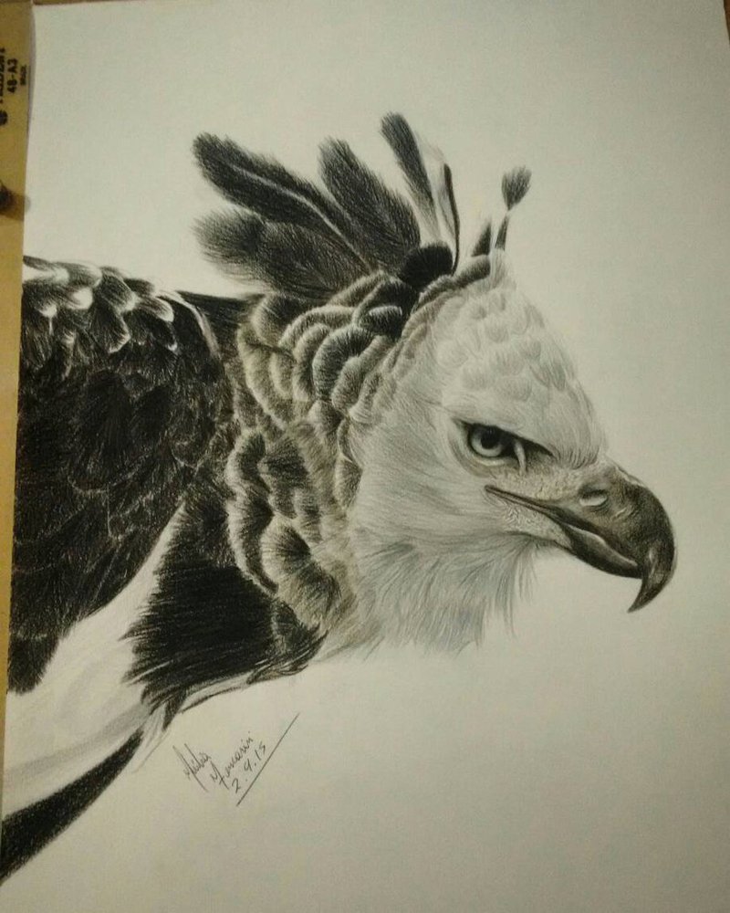 800x1000 Harpy Eagle By Juliaferrarini Art - Harpy Eagle Sketch