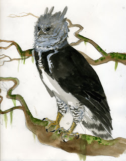 250x320 Harpy Eagle (Harpia Harpyja) Rough Watercolor Studies - Harpy Eagle Sketch