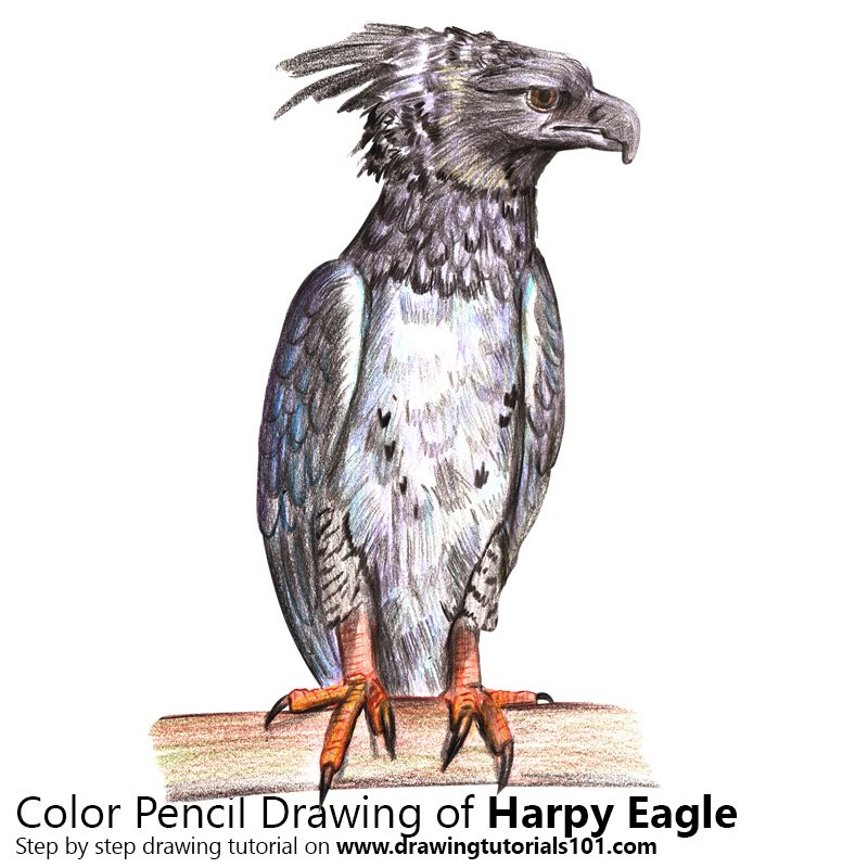 800x800 Harpy Eagle Colored Pencils - Harpy Eagle Sketch