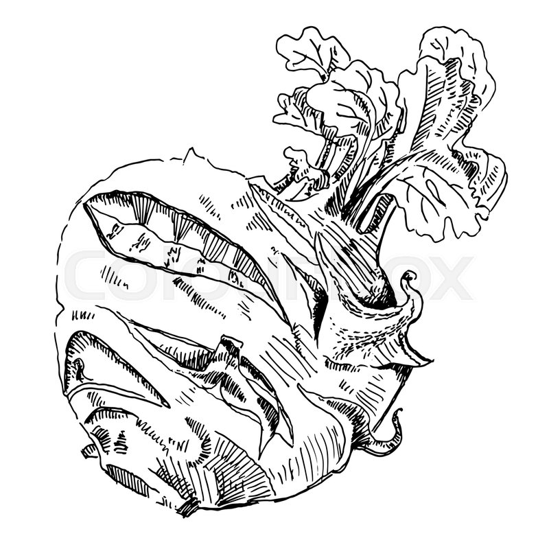 800x800 Sketch Illustration Harvest Kohlrabi On A White Background Stock - Harvest Sketch