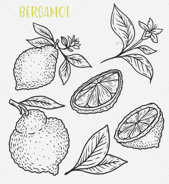 590x644 Sketch Of Citrus Tropical Lemon Harvest By Cookamoto Graphicriver - Harvest Sketch