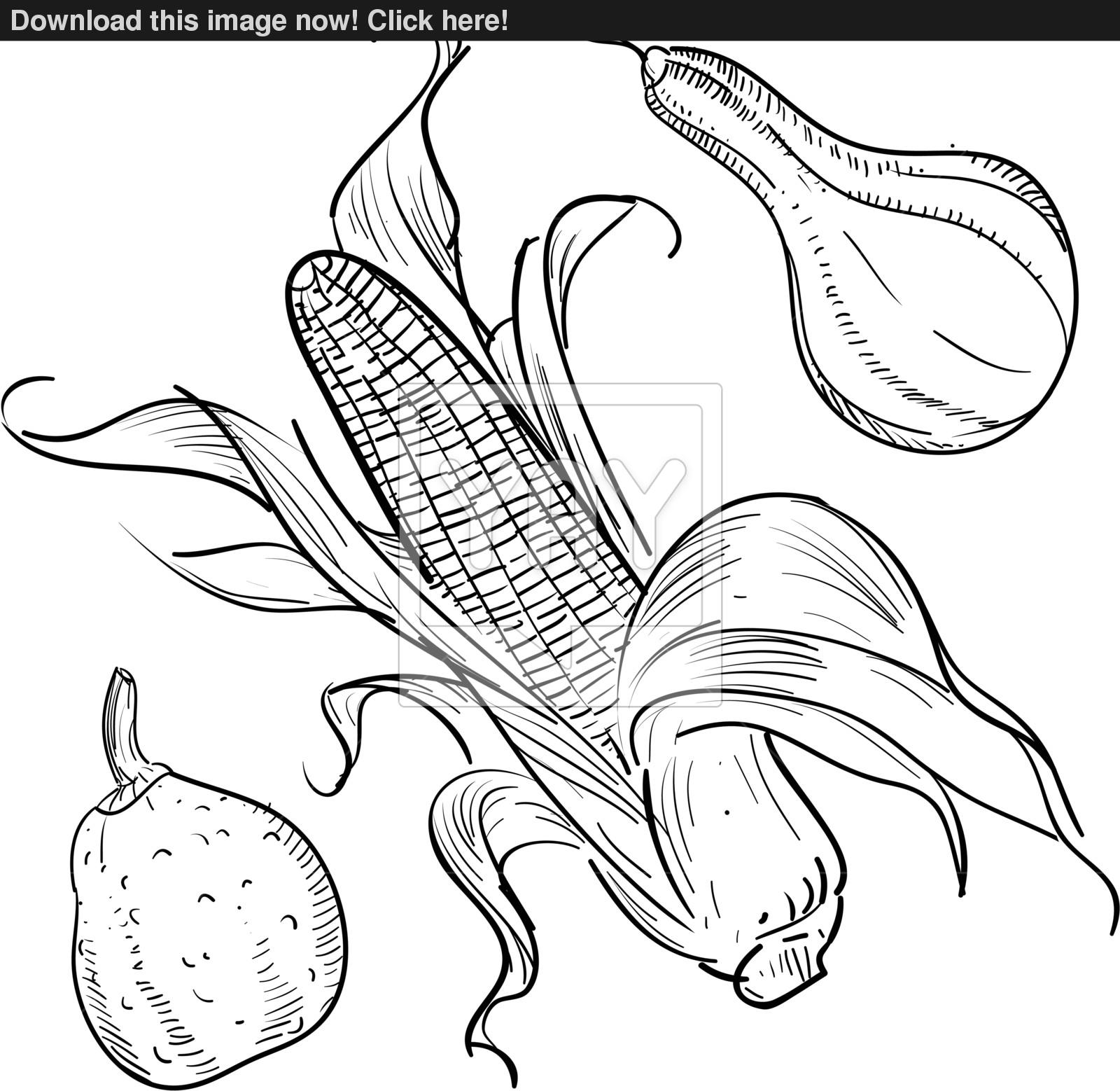 1600x1558 Thanksgiving Harvest Sketch Vector - Harvest Sketch