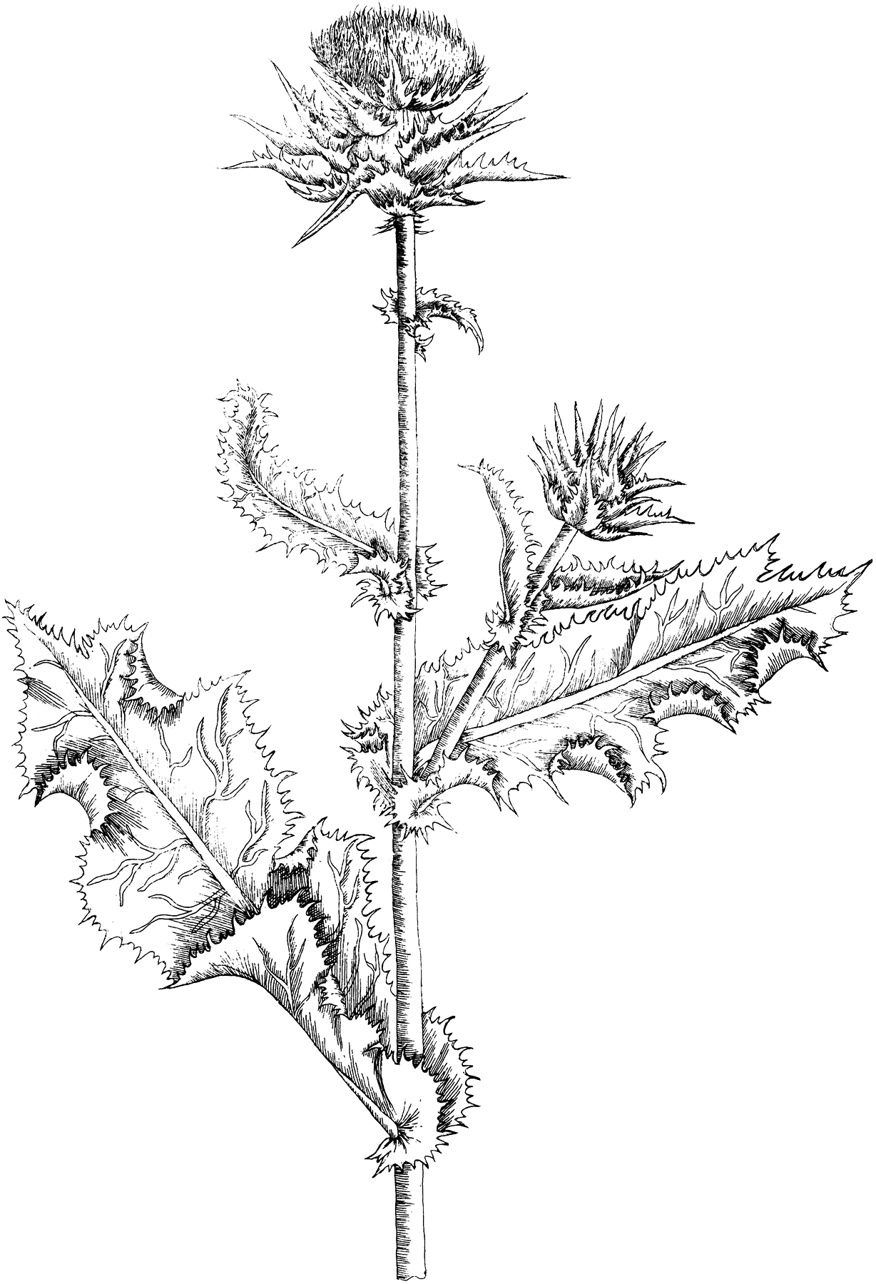 1228x1800 Drawing Milk Thistle Sketch - Harvest Sketch