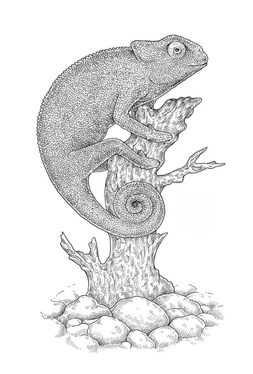 850x1255 How To Draw A Lizard With Ink Liners - Hatching Sketch
