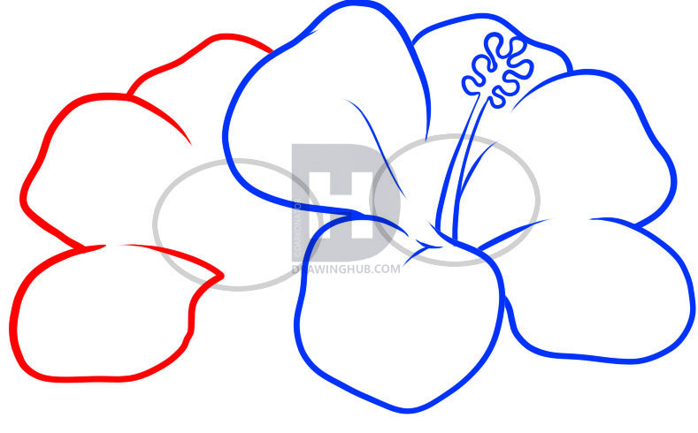 789x490 Hawaii Flower Drawing Step By Step - Hawaii Flower Sketch