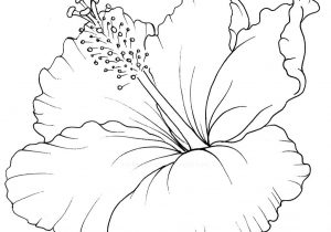 300x210 Hawaiian Hibiscus Flower Drawings Hawaiian Flower Drawing Drawn - Hawaii Flower Sketch