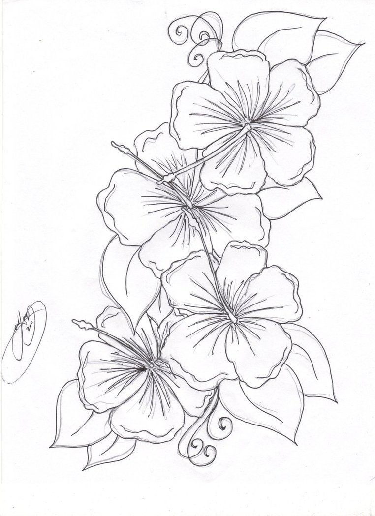 762x1049 Pin By Paula Delamielleure Strachan On Tattoo - Hawaii Flower Sketch