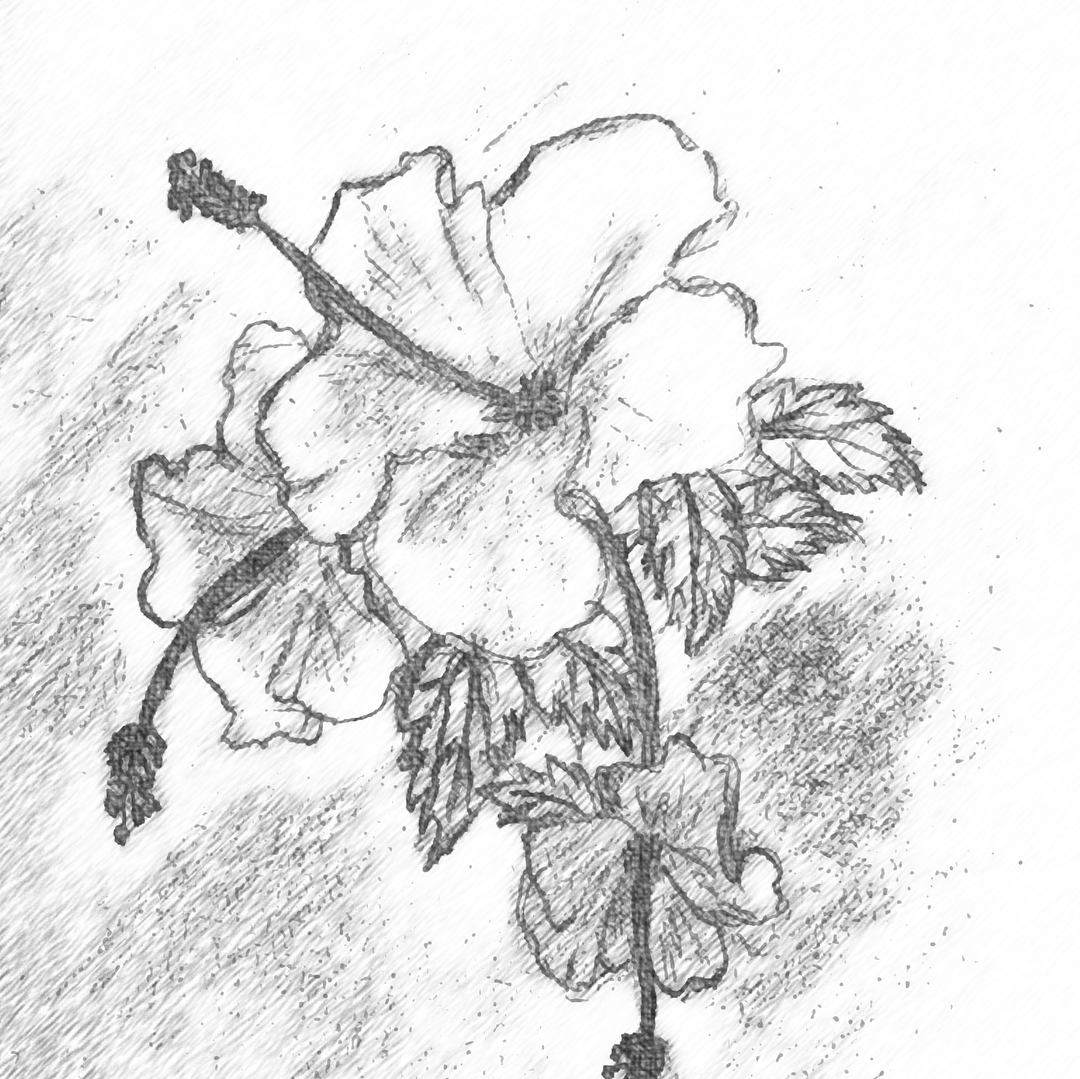 1080x1079 Hibiscusartwork - Hawaii Flower Sketch