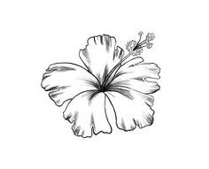 Hawaii Flower Sketch at PaintingValley.com | Explore collection of ...