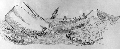 500x207 Hawaii Alive + - Hawaii Sketch