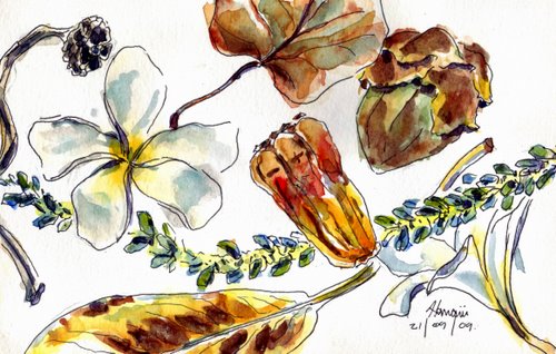 500x318 Hawaii Sketch 1 Myfrenchkitchen - Hawaii Sketch