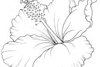 343x228 Hawaii Flower Drawing Easy - Hawaiian Flower Sketch