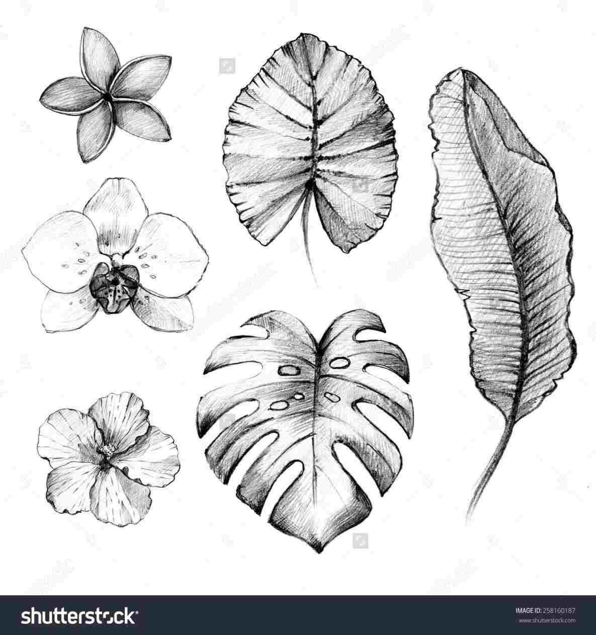 1185x1264 Hawaii Flower Drawings - Hawaiian Flower Sketch