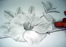 252x181 Hawaiian Flower Drawings - Hawaiian Flower Sketch