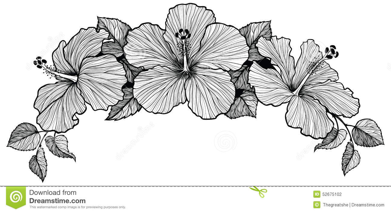 1300x708 Hawaiian Flower Sketch Hibiscus Flower Drawing - Hawaiian Flower Sketch