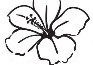 300x210 Hawaiian Flower Sketch Hibiscus Sketch Sketching - Hawaiian Flower Sketch