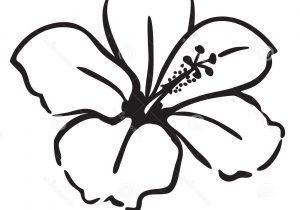 300x210 Hawaiian Flowers Drawing Easy To Draw Hawaiian Flowers Simple - Hawaiian Flower Sketch
