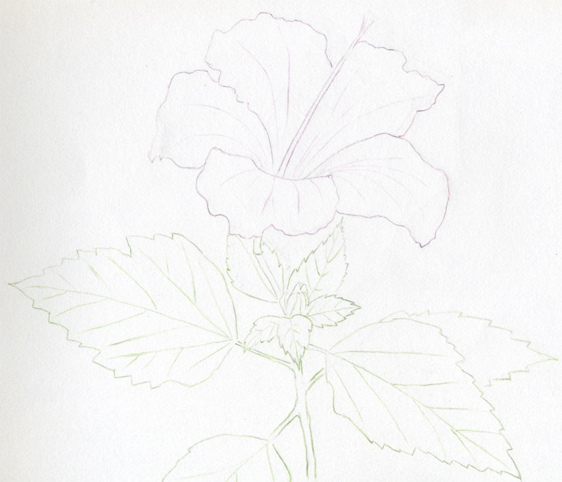 800x687 Hibiscus Flowers Drawing Tutorial - Hawaiian Flower Sketch
