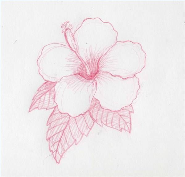 600x574 How To Draw Hawaiian Flowers Step By Step In 2018 Flowers - Hawaiian Flower Sketch