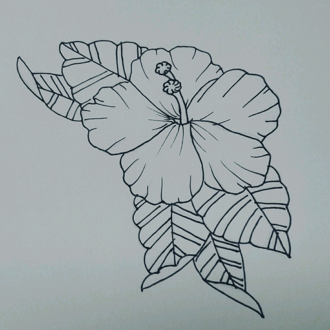 1080x1080 Sammyt Hawaiian Flower - Hawaiian Flower Sketch