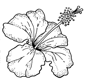303x272 Drawn Hibiscus Hawaiian Flower - Hawaiian Flower Sketch