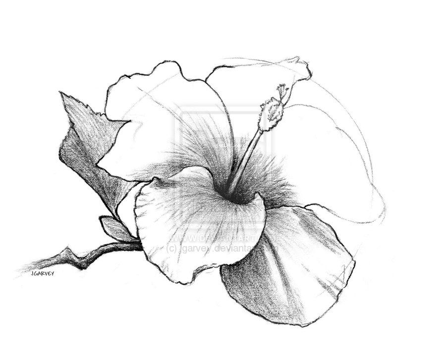 900x707 Drawn Hibiscus Hibiscus Plant - Hawaiian Flower Sketch