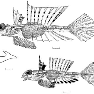 320x320 Synchiropus Hawaiiensis N.sp. Hawaiian Islands Bpbm 23874 - Hawaiian Islands Sketch