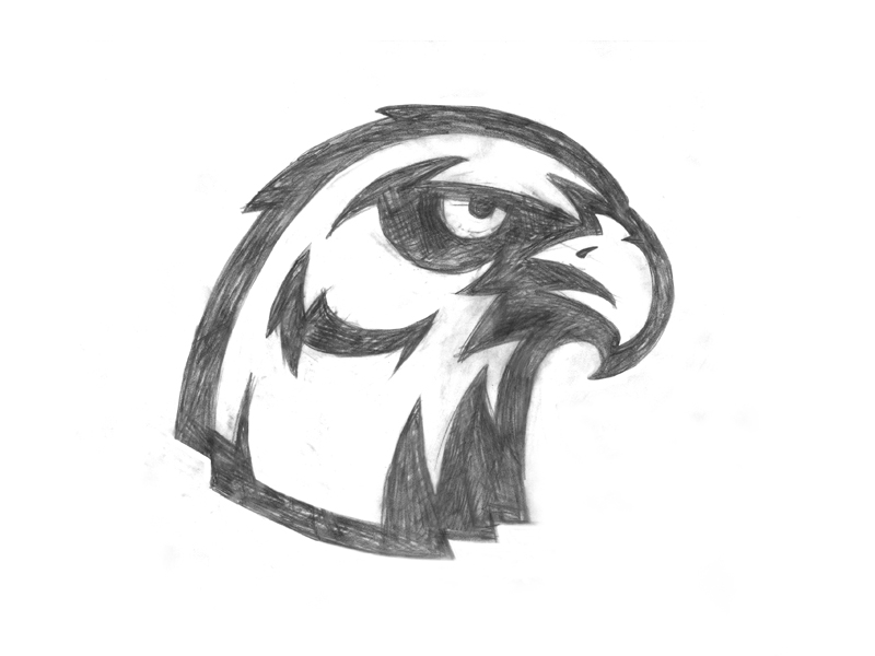800x600 Hawk Sketch By Daren Guillory - Hawk Sketch