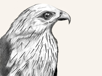 400x300 Hawk Sketch By Mike Mcdonald - Hawk Sketch