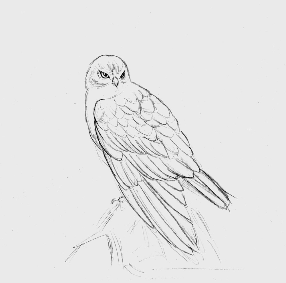 1000x991 Hawk [Sketch] By Julia Vysotskaya (Hochulia), From The Series - Hawk Sketch