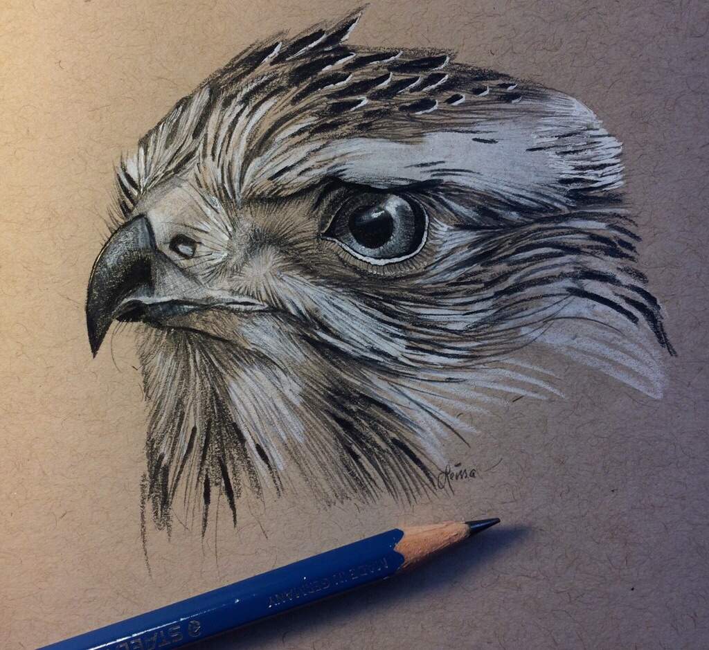 1024x939 Hawk Sketch Art Amino - Hawk Sketch