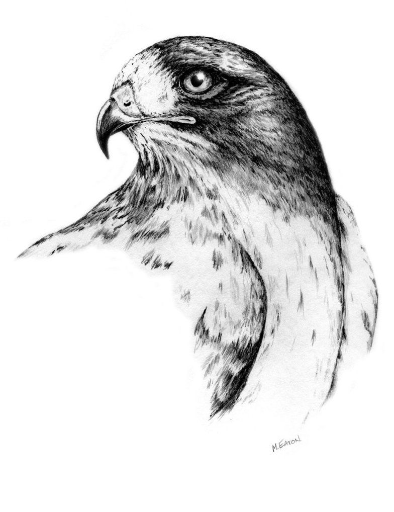 784x1018 Hawk Sketch By Moosepaw Art Sketches, Drawings And - Hawk Sketch