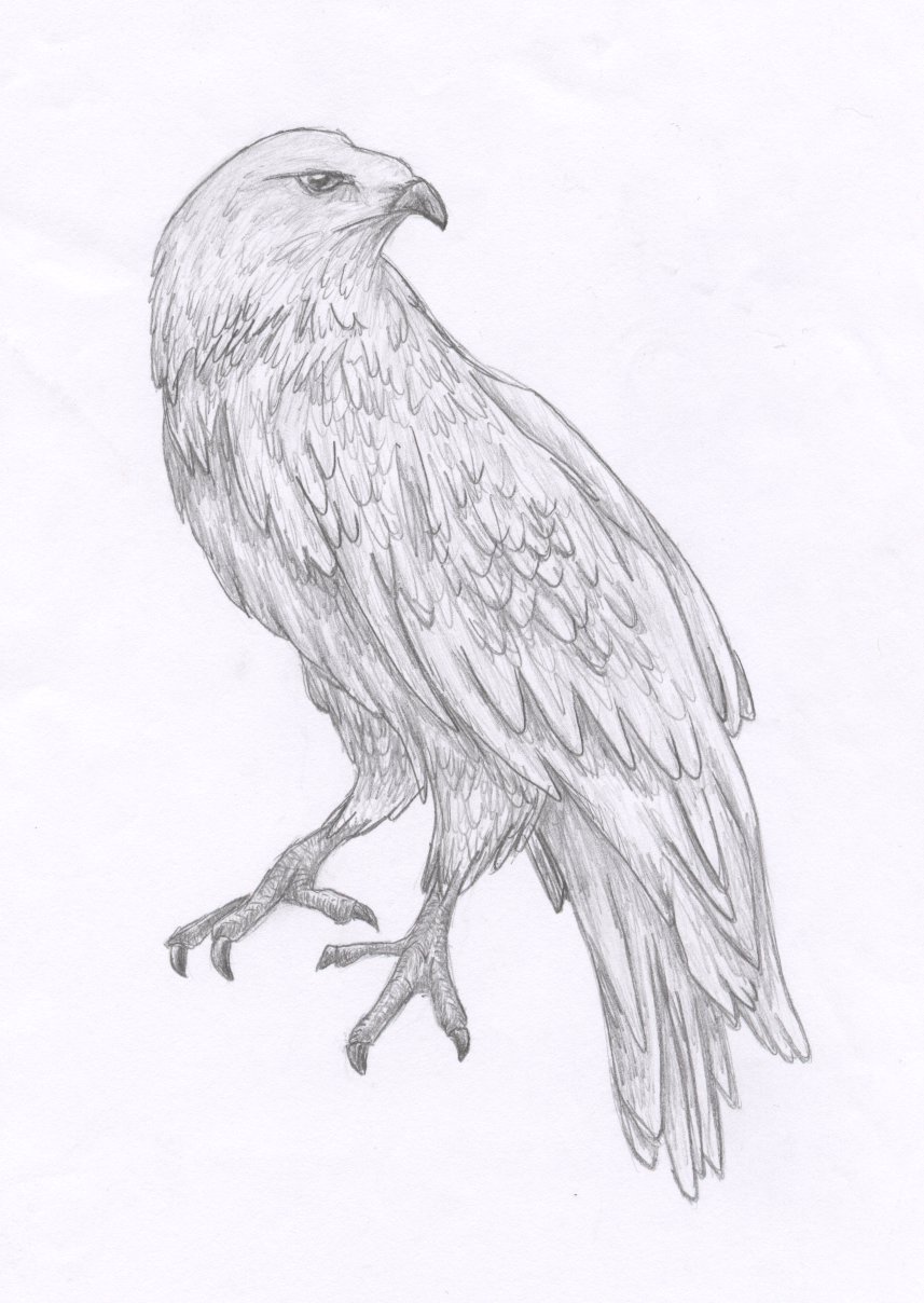 857x1208 Hawk Sketch By Twistedcaliber - Hawk Sketch