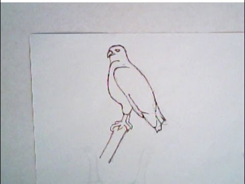 480x360 How To Draw A Hawk (Simple Drawing, Tutorial) - Hawk Sketch