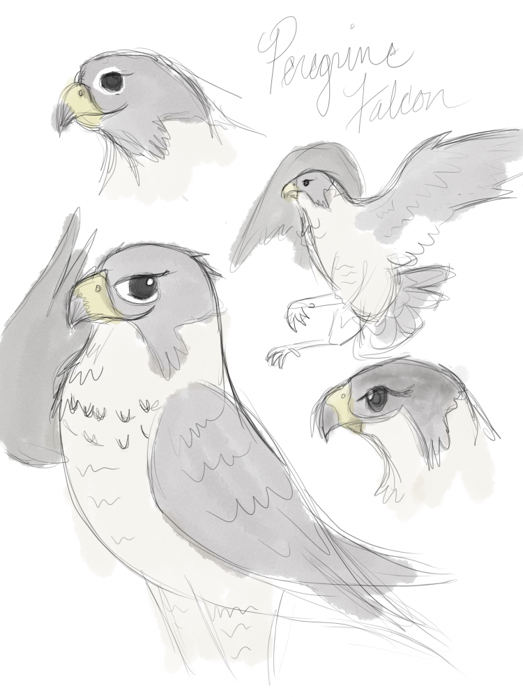 750x1000 Pixilart - Hawk Sketch