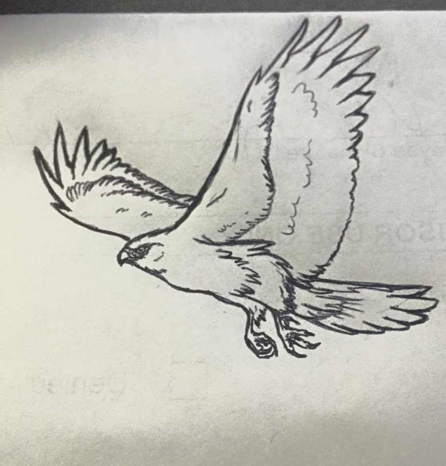 875x914 Random Hawk Sketch On Work Papers By Shokokuphoenix - Hawk Sketch