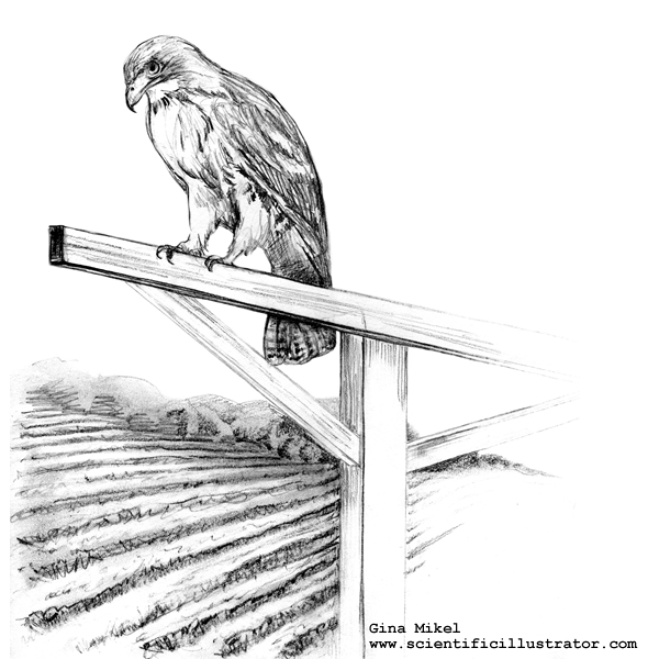 600x600 Red Tailed Hawk, Sketch - Hawk Sketch