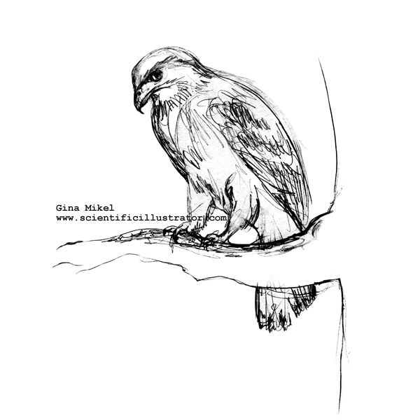 600x600 Red Tailed Hawk Sketches - Hawk Sketch