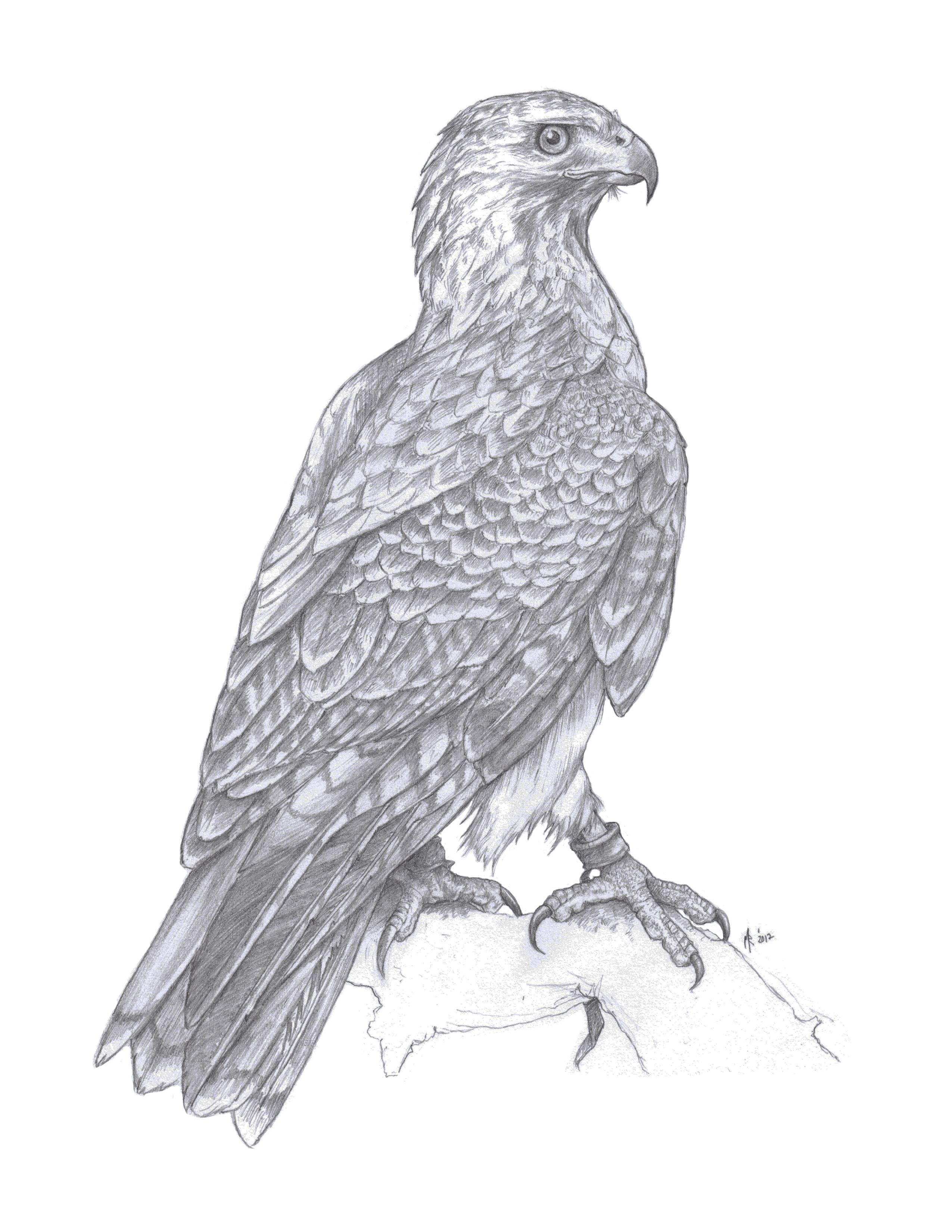 2550x3300 Red Tailed Hawk Sketch Study. - Hawk Sketch