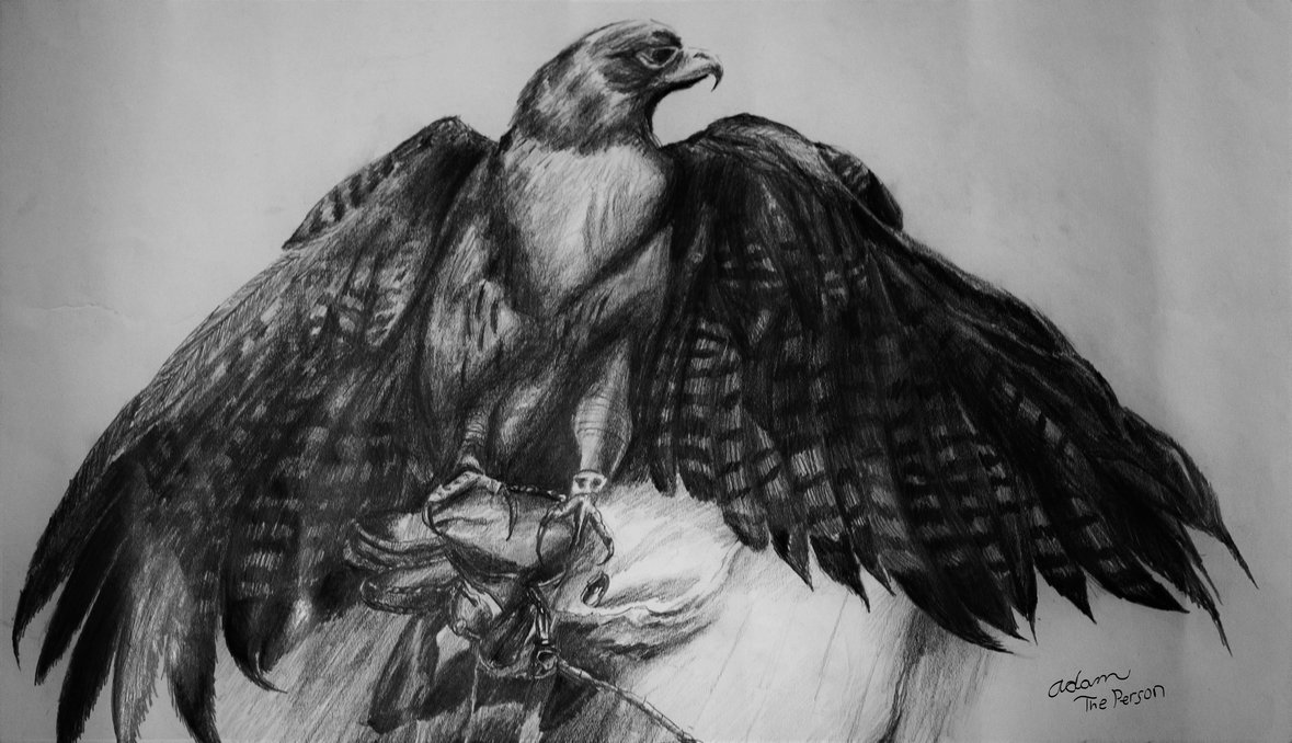 1179x678 The Red Tailed Hawk [Pencil Sketch] By Adam The Person - Hawk Sketch